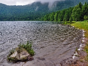 Fog, forest, lake, coast