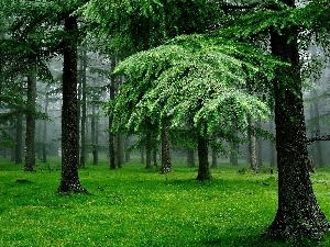 Larches, Fog, forest