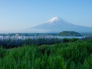 Meadow, Fog, volcano