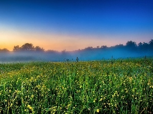 Fog, Meadow