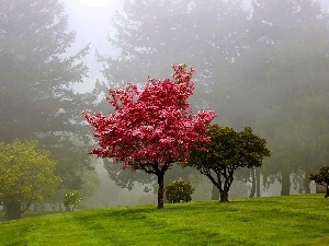 Fog, viewes, Park, trees