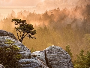 Fog, forest, rocks, trees