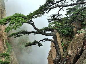 Fog, pine, Rocky, Mountains