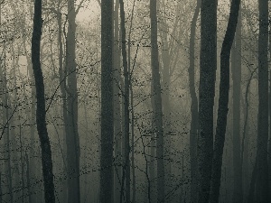 Fog, dark, trees, viewes