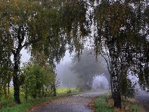 Fog, birch, Way, field