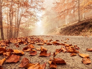 Fog, viewes, Leaf, Way, trees