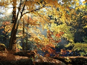 forest, autumn