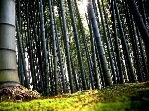 forest, bamboo