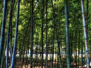 forest, bamboo