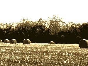 forest, Field, Bele, hay