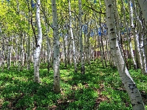 forest, birch