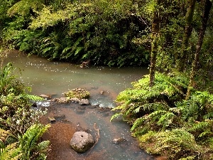 forest, brook