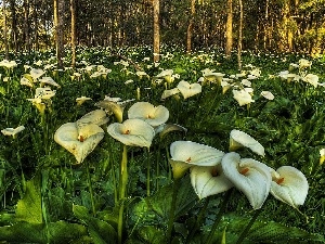 Calla, forest, White