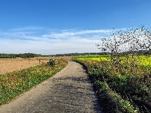 forest, buckwheat, Bush, Way, clouds, field