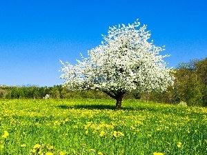 forest, trees, Meadow, Spring, Colourfull Flowers