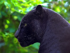 Panther, forest, black