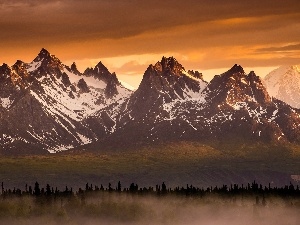 Fog, forest, Mountains