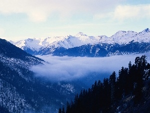 forest, peaks, Mountains, Fog, Snowy
