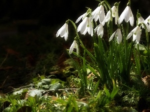 grass, forest, snowdrops