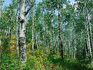 forest, Spring, birch, Hill-side