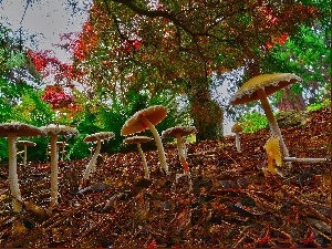 litter, forest, mushrooms