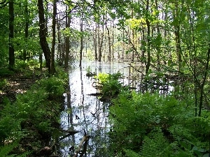forest, marshland