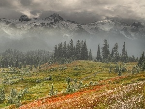 Meadow, forest, Mountains