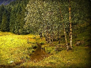 stream, forest, Meadow, birch, car in the meadow