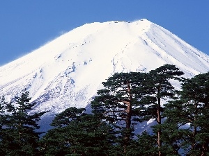 forest, snow, mountains, height