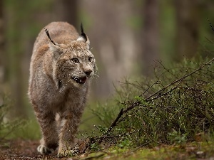 Path, forest, Lynx