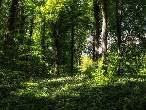 Przebijaj?ce, ligh, sun, luminosity, flash, forest, car in the meadow, Spring, Flowers