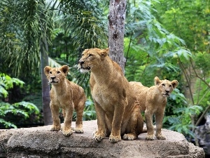 Rocks, forest, lions