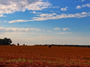 forest, Field, Bele, Sky, Hay