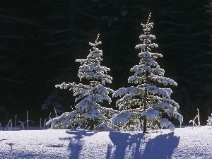 snow, forest, Christmas