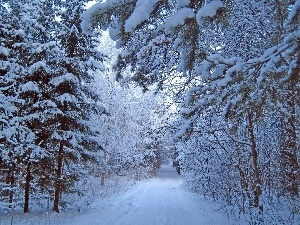 snow, forest, winter