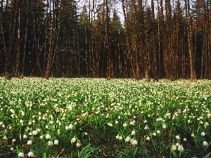 forest, snowdrops