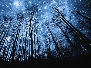 star, forest, Sky