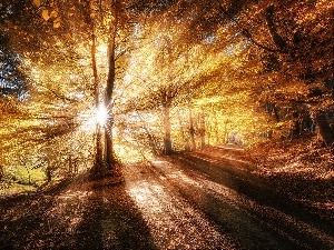 sun, forest, rays