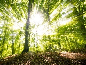 sun, forest, rays