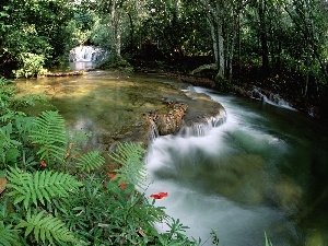 forest, waterfall