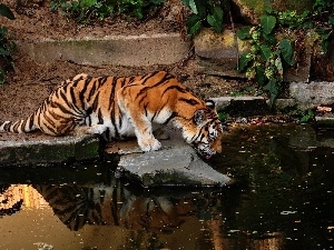 forest, rocks, tiger, watering place