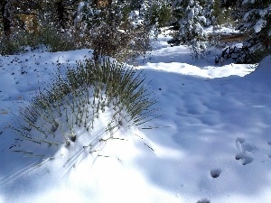 forest, winter