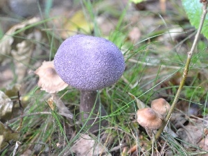 forester, fleece, blue, mushroom