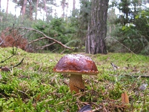 forester, fleece, handsome, bolete