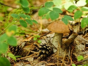 forester, sheathing, Mushrooms, Leccinum Red