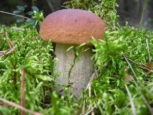 forester, fleece, Real mushroom, mosses