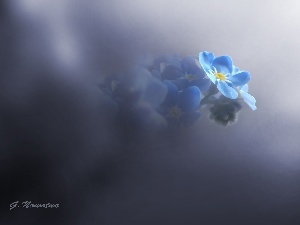 forget-me-not, Blue