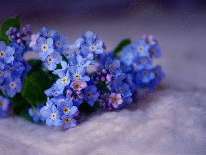 forget-me-not, small bunch
