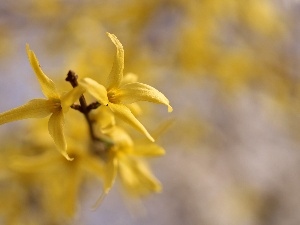 Flowers, forsythia, Yellow