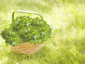 four-leaf, Clovers, basket